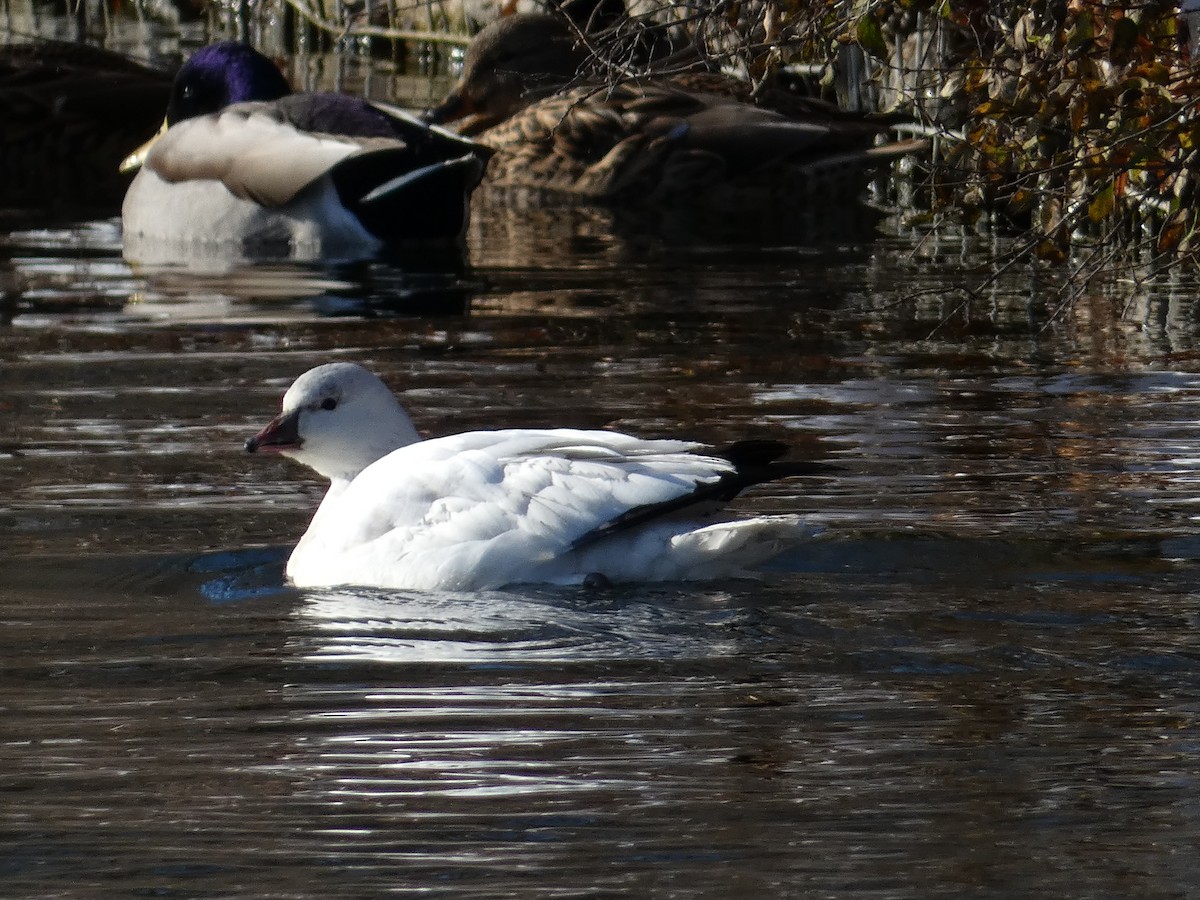 Ross's Goose - ML646351088