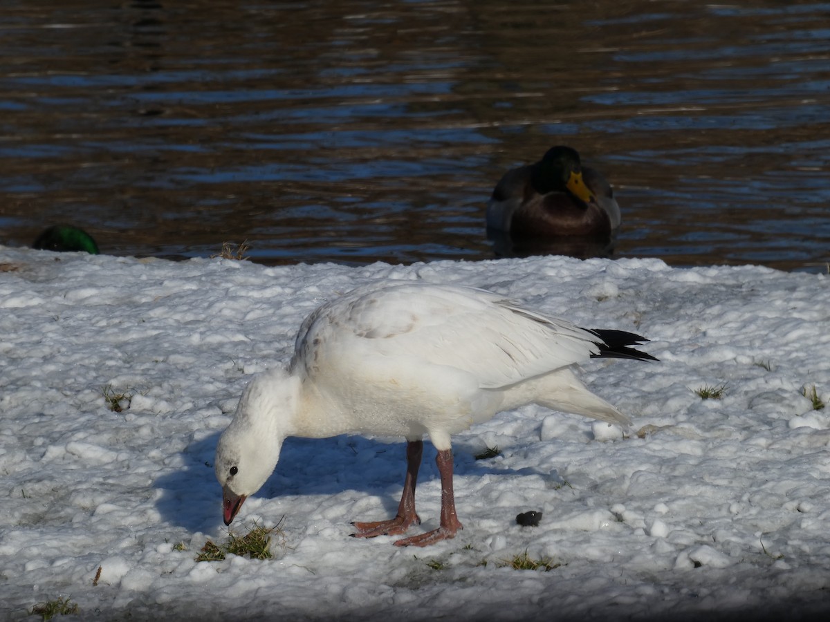 Ross's Goose - ML646351089