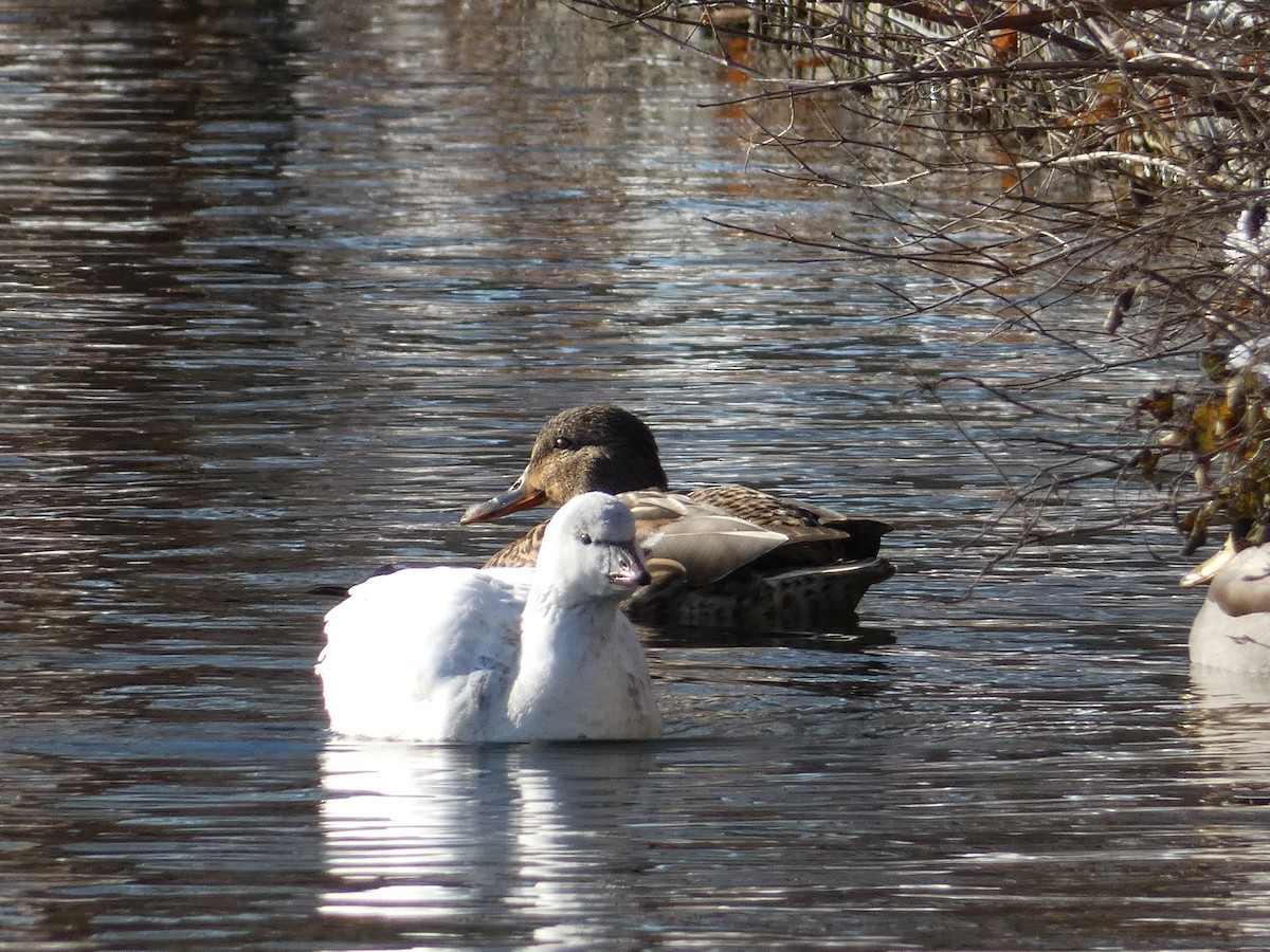 Ross's Goose - ML646351090