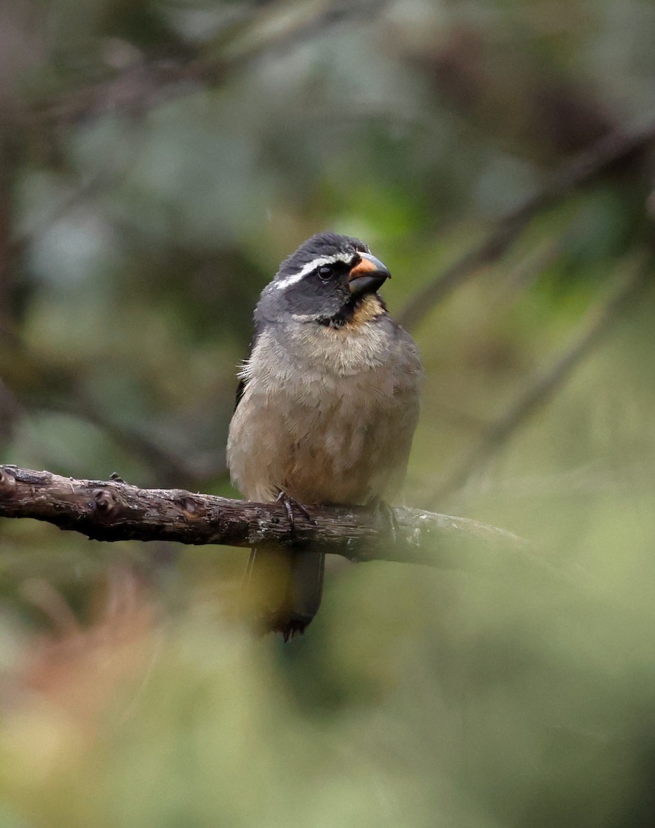 Thick-billed Saltator - ML646351092