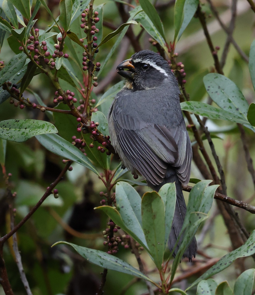 Thick-billed Saltator - ML646351093