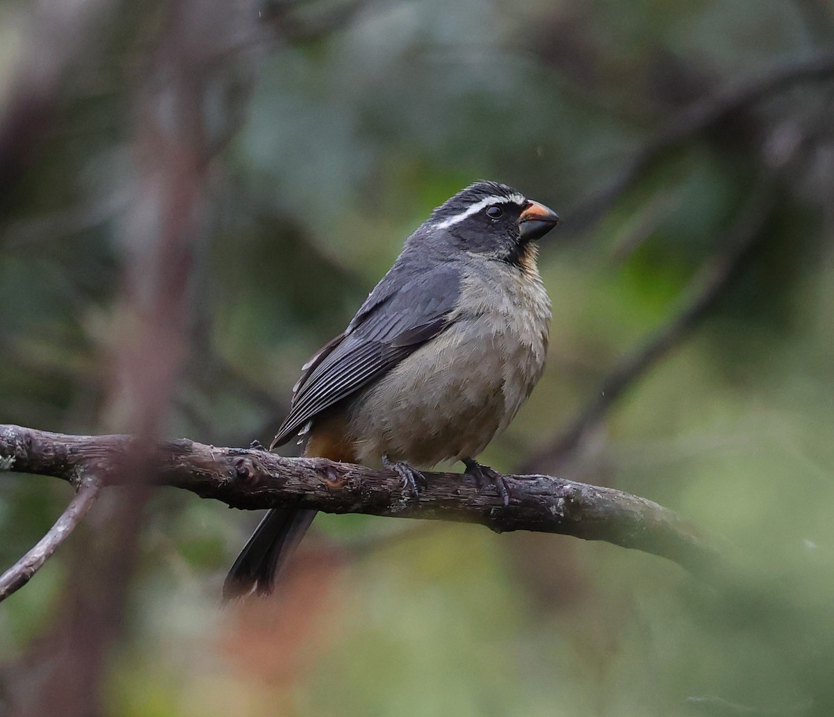 Thick-billed Saltator - ML646351094