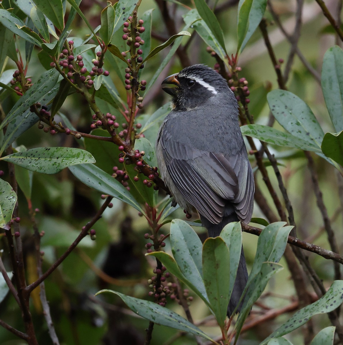 Dickschnabelsaltator - ML646351095