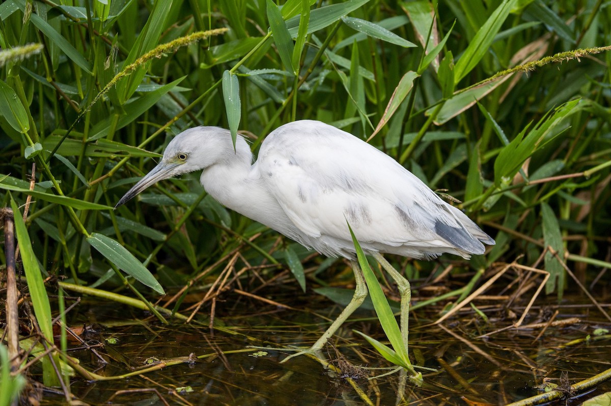 Blaureiher - ML646351096