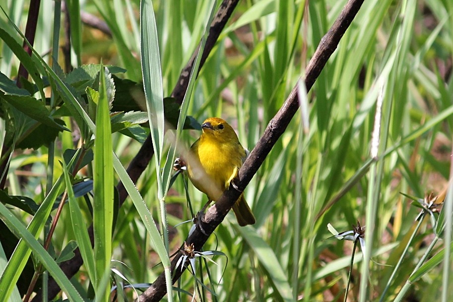 Safrangilbtangare - ML646351097