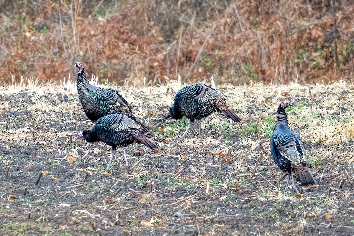 Truthuhn - ML646351098