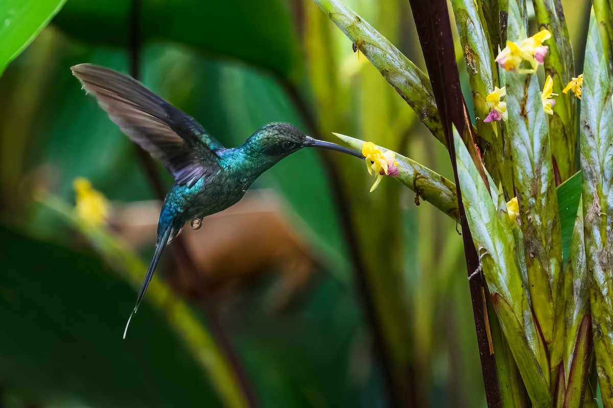 Grünschattenkolibri - ML646351099