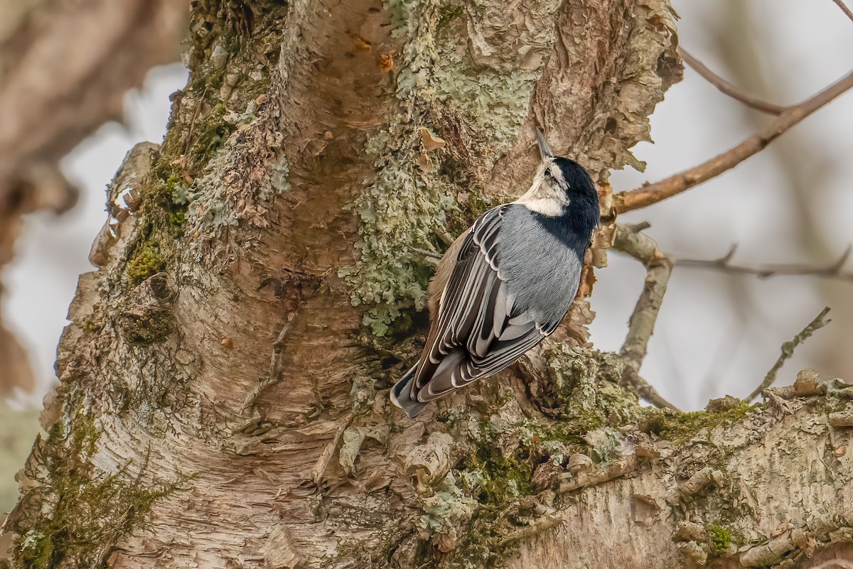 Weißbrustkleiber - ML646351100