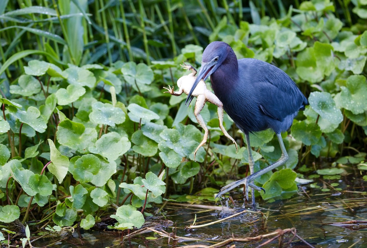 Blaureiher - ML646351101