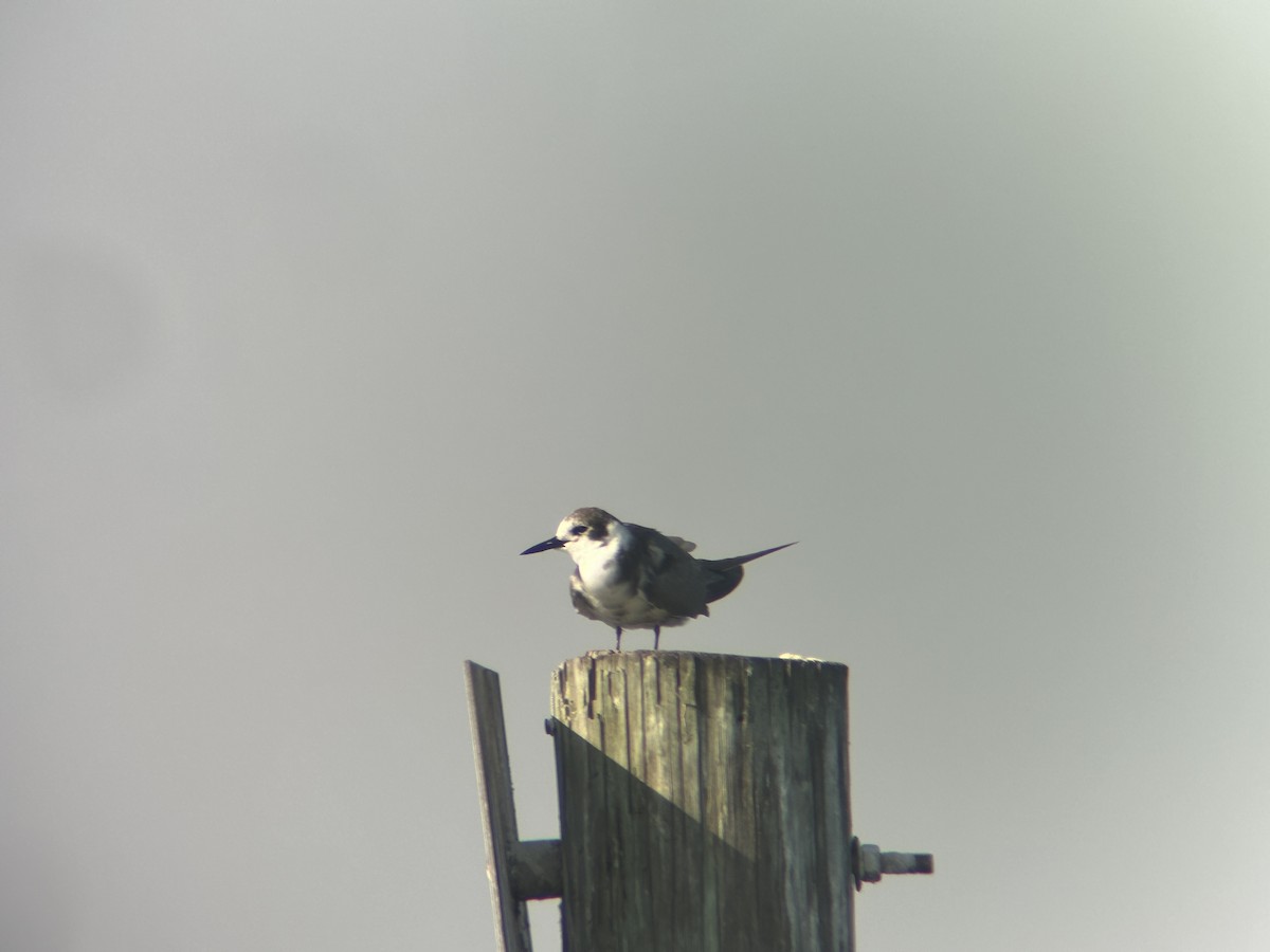 Black Tern - ML646351102