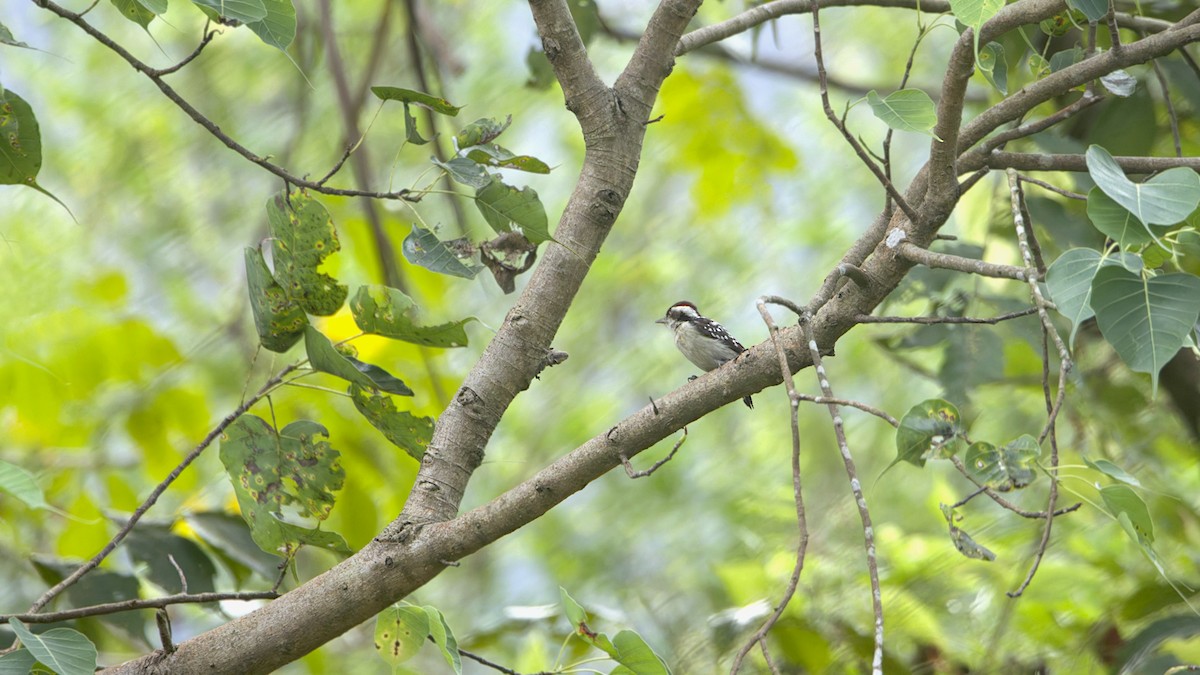 Indienspecht - ML646351104