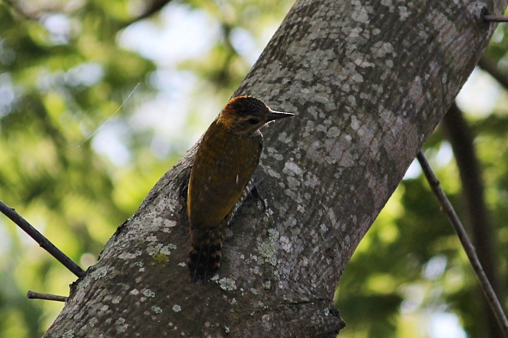 Goldohrspecht - ML646351105