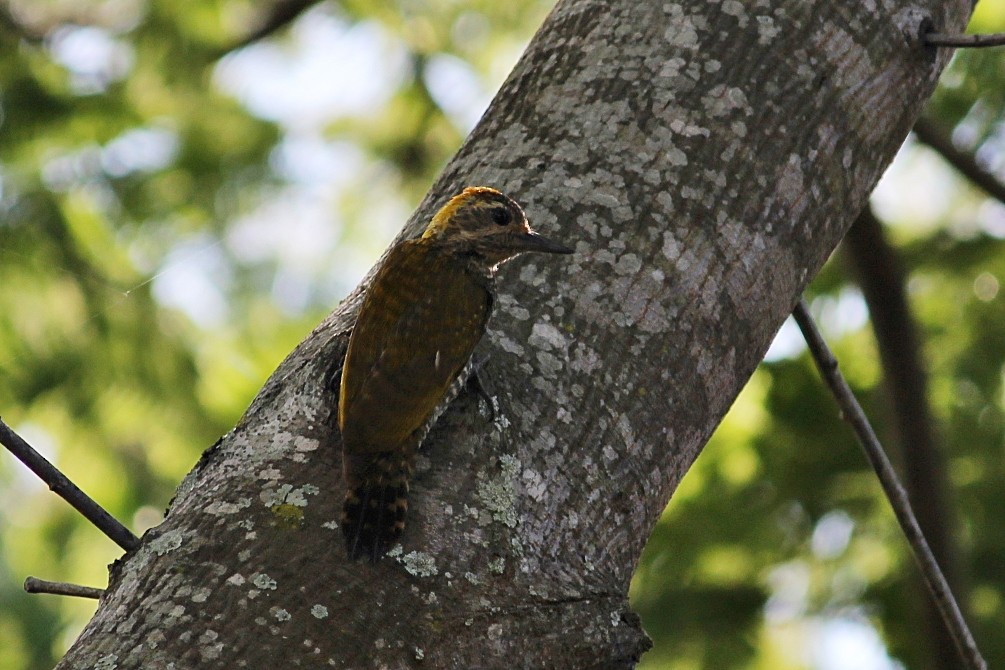 Goldohrspecht - ML646351106