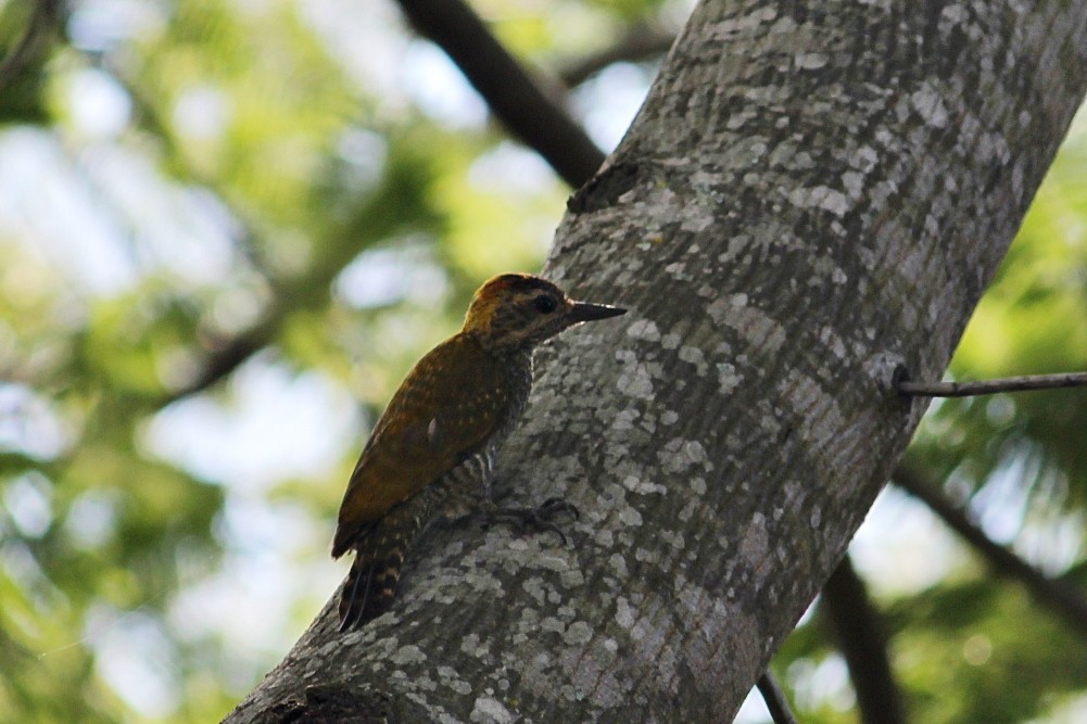 Goldohrspecht - ML646351107