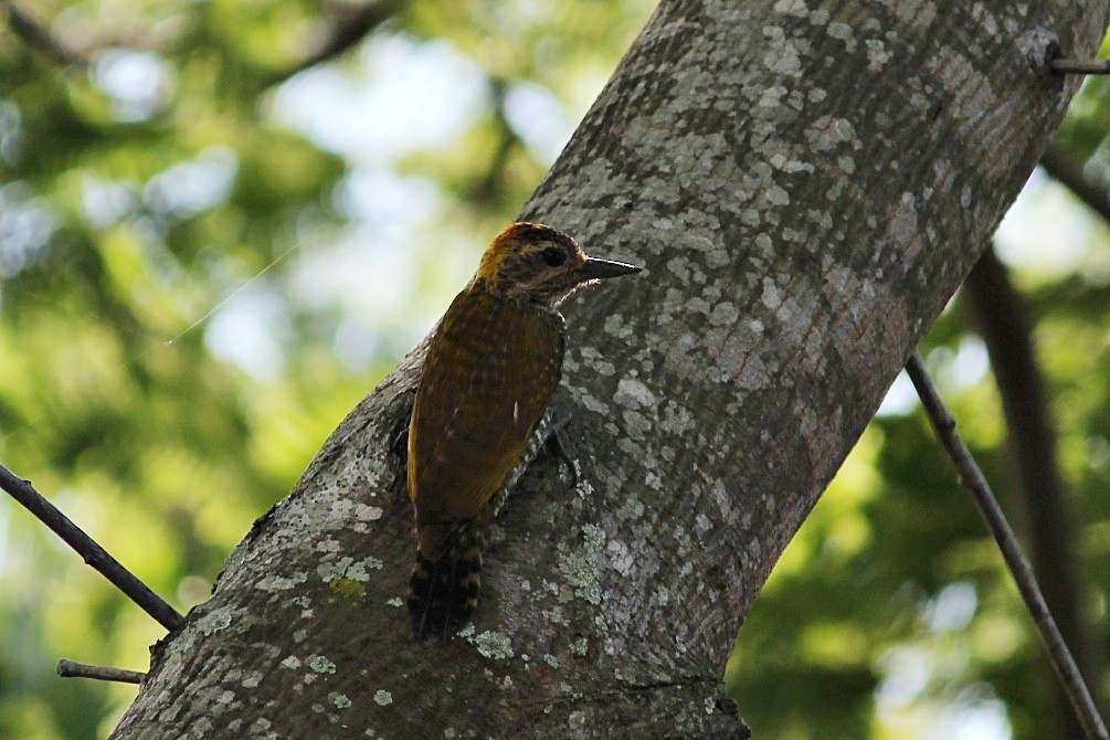 Goldohrspecht - ML646351108