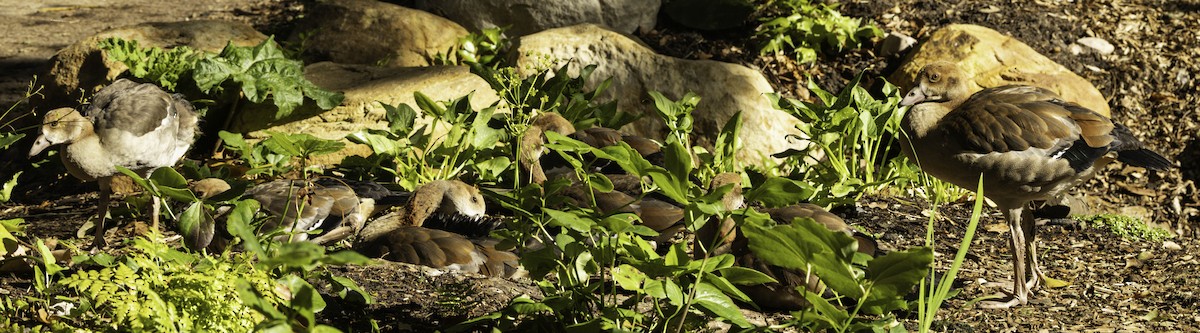 Nilgans - ML646351110