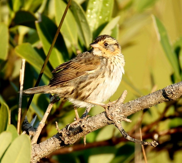 Saltmarsh Sparrow - ML646351112