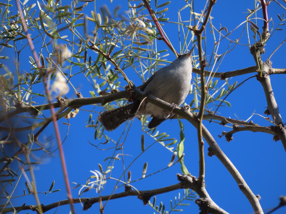 Buschzaunkönig - ML646351113