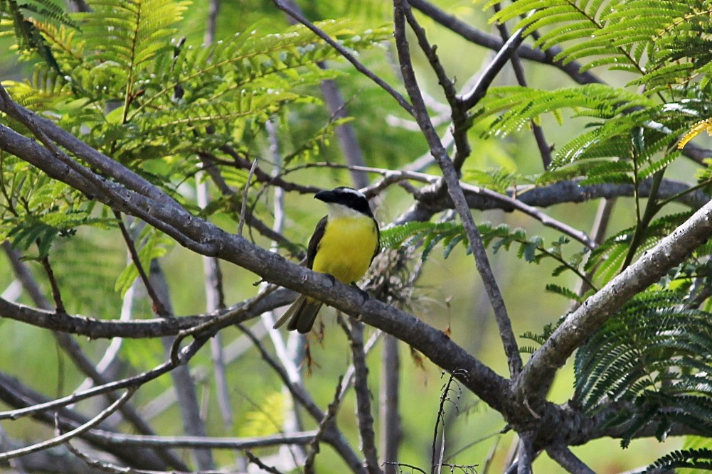 Starkschnabel-Maskentyrann - ML646351115