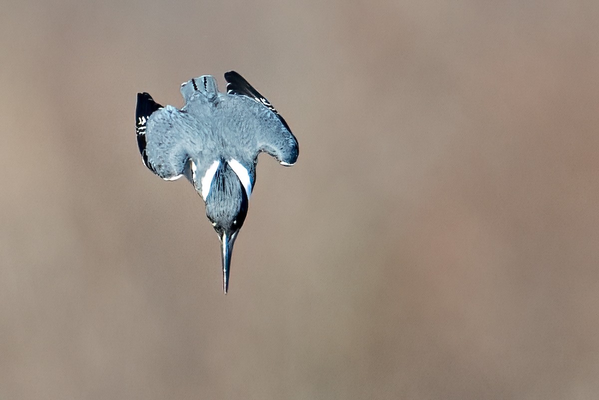 Gürtelfischer - ML646351118