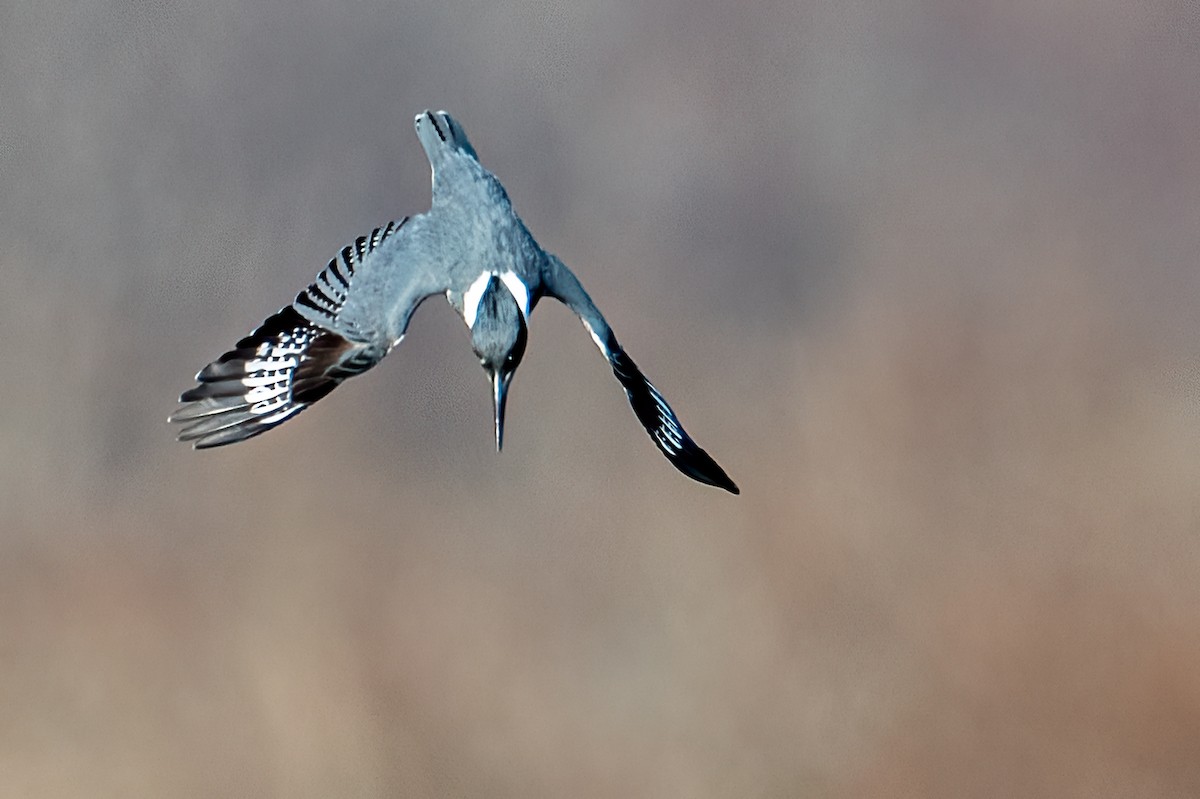 Gürtelfischer - ML646351119