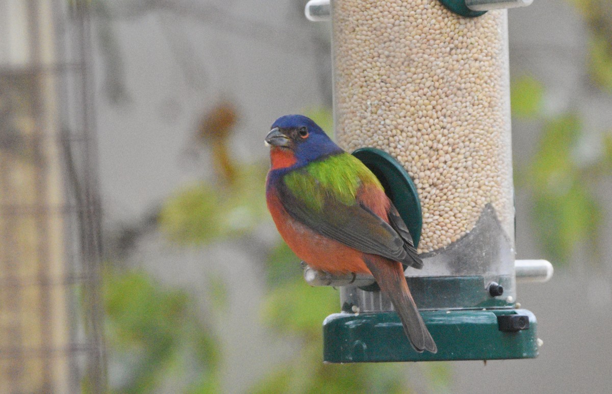 Painted Bunting - ML646351120