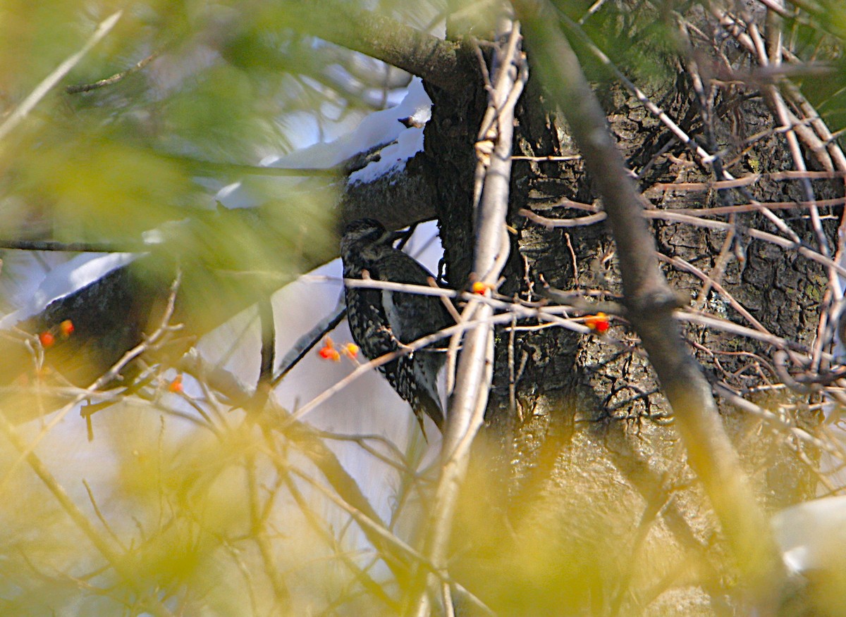 Gelbbauch-Saftlecker - ML646351121