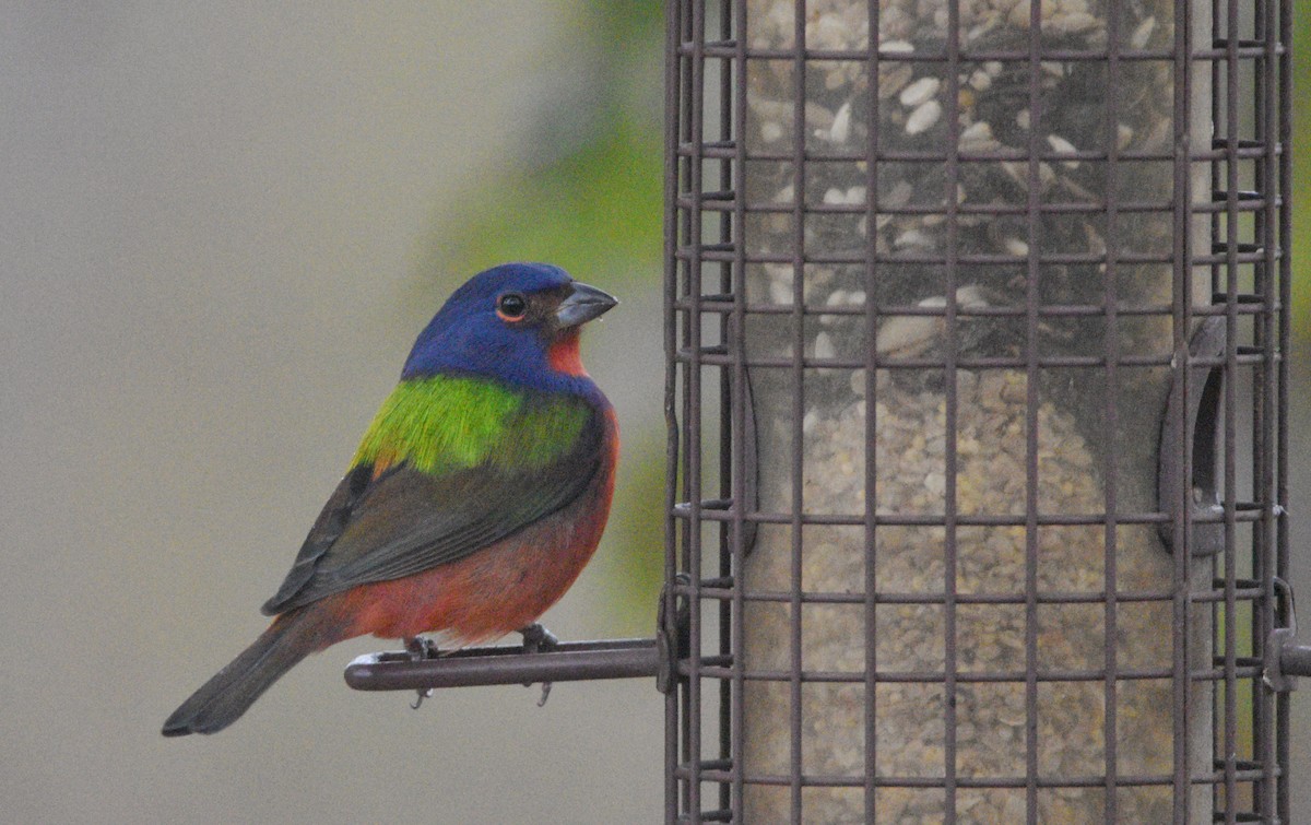 Painted Bunting - ML646351122