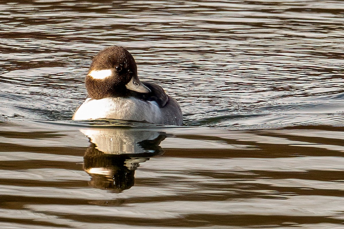 Büffelkopfente - ML646351123