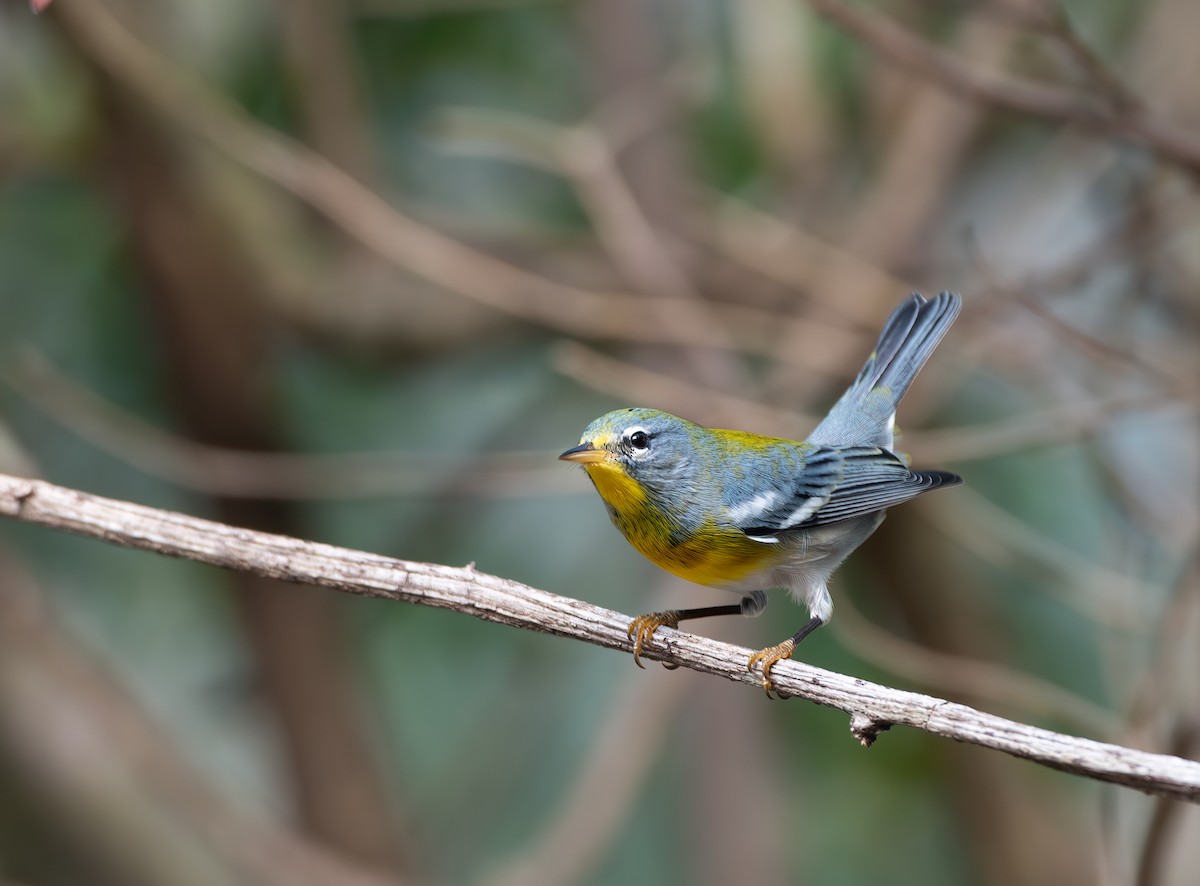 Meisenwaldsänger - ML646351124