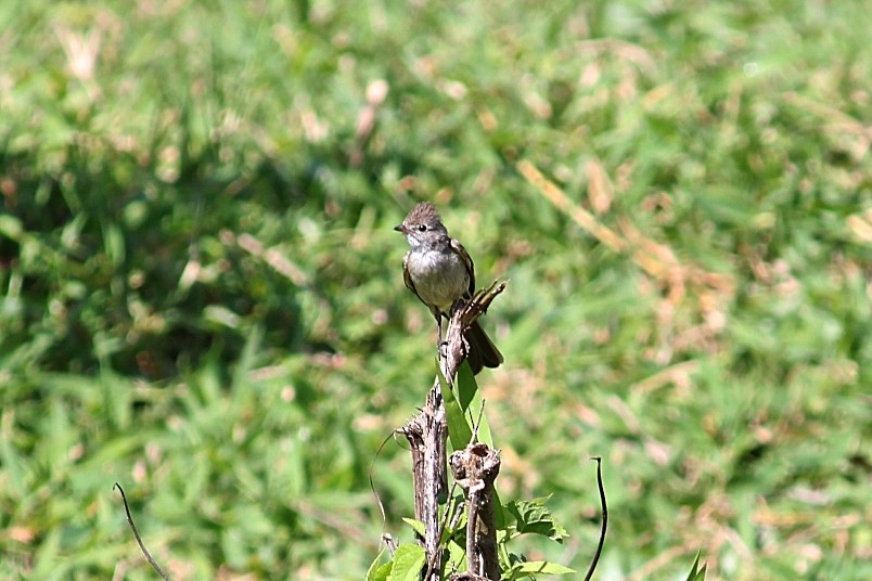 Gelbbauch-Olivtyrann - ML646351125