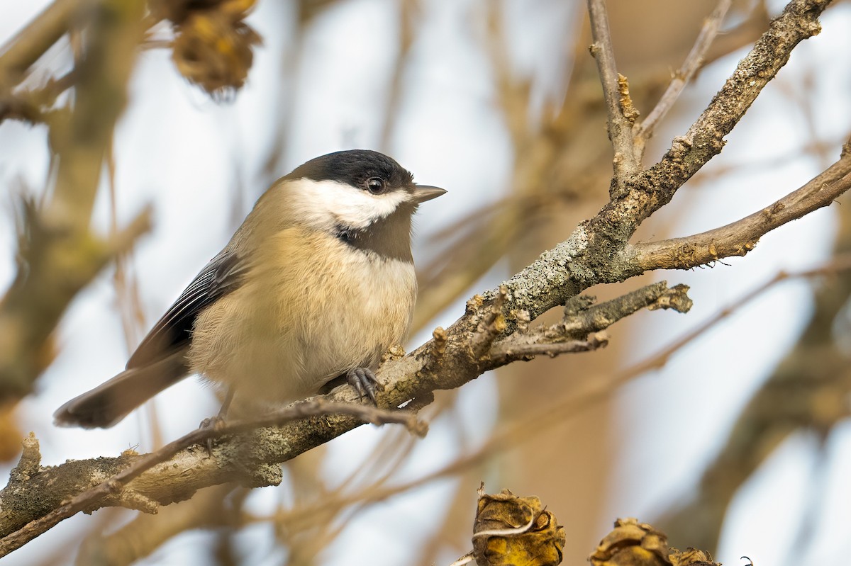 Carolinameise - ML646351126