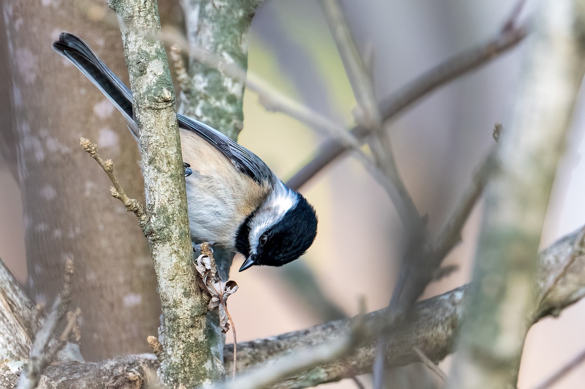 Carolinameise - ML646351127