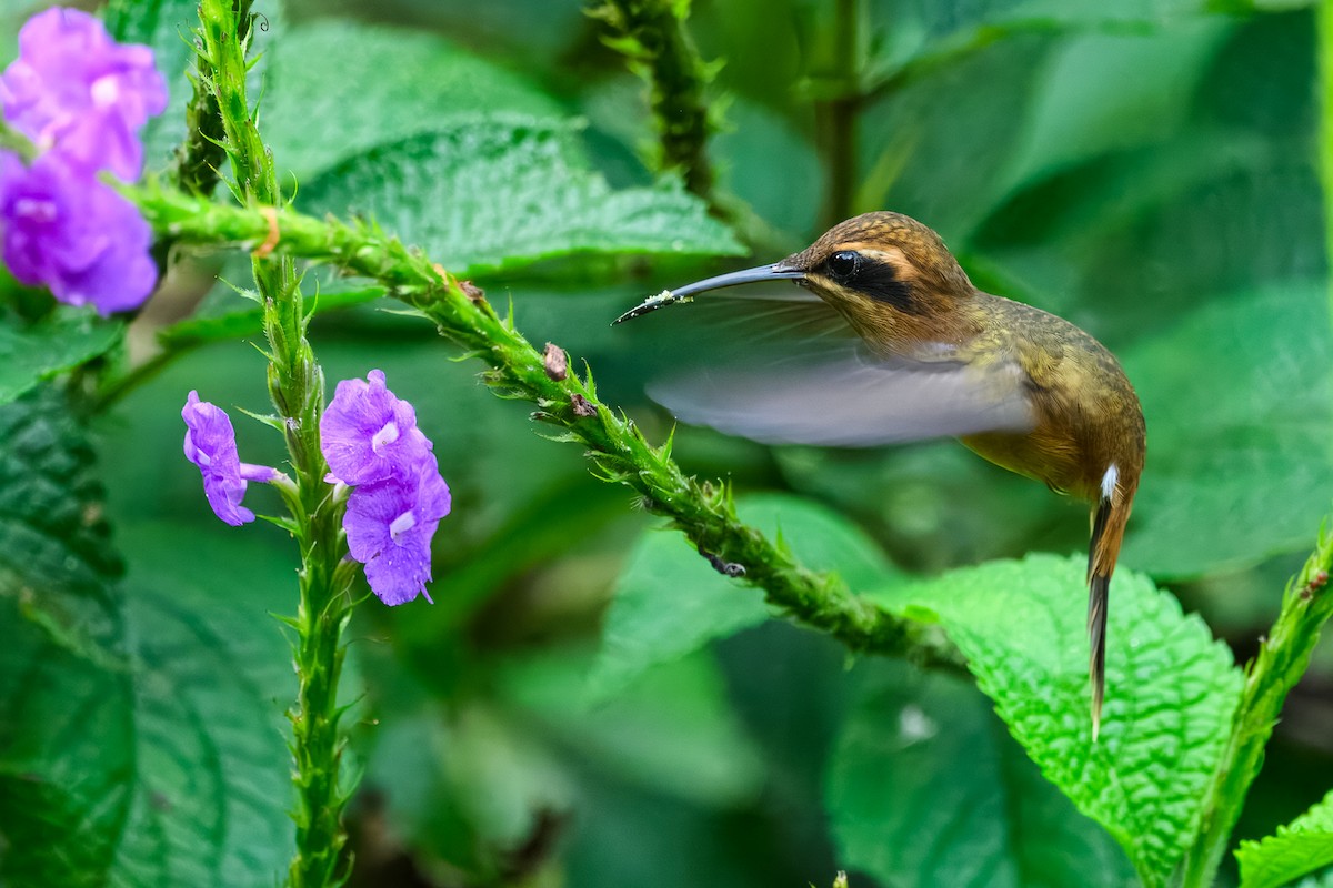 Stripe-throated Hermit - ML646351129