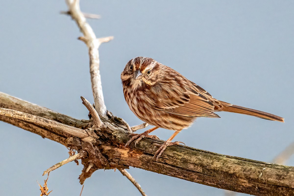 Song Sparrow - ML646351136