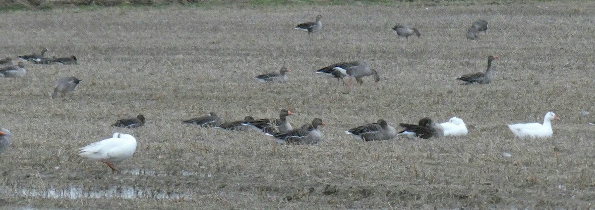 husa velká (domestikovaná) - ML646351143