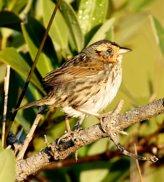 Saltmarsh Sparrow - ML646351144
