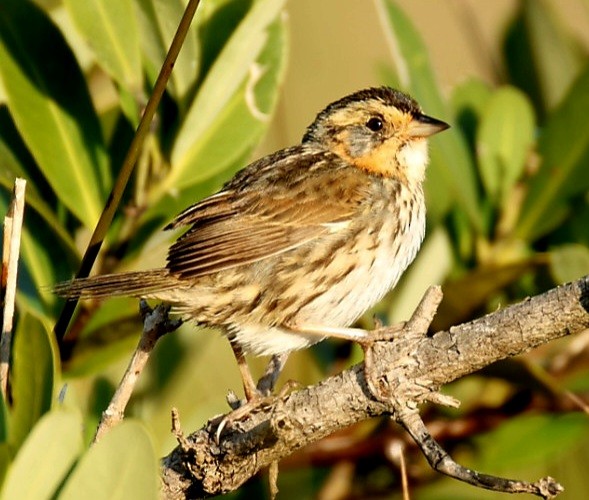 Saltmarsh Sparrow - ML646351147