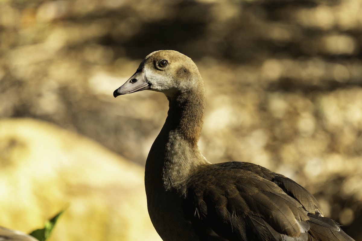 Egyptian Goose - ML646351149
