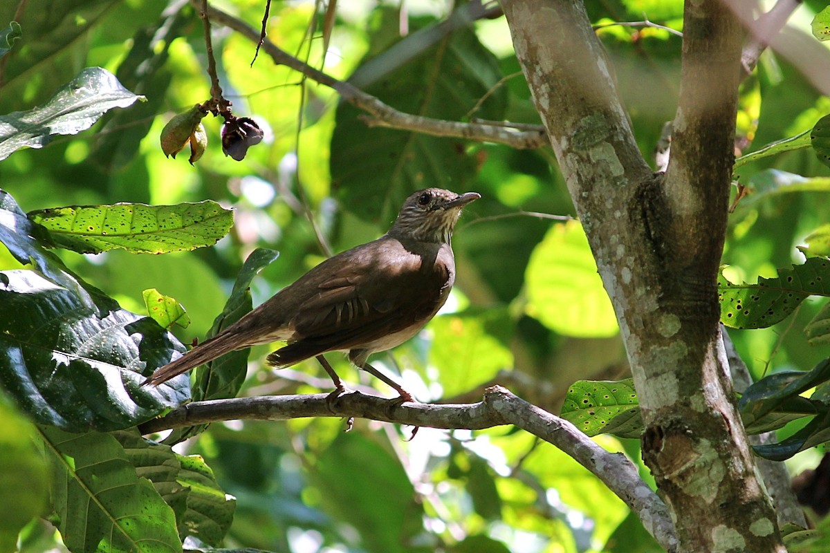 Pale-breasted Thrush - ML646351152