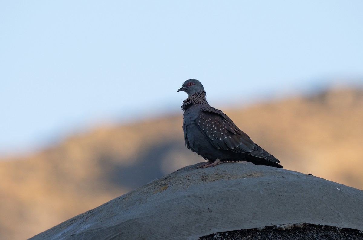 Speckled Pigeon - ML646351155