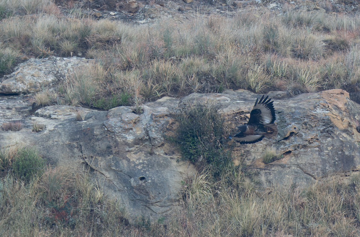 Jackal Buzzard - ML646351160