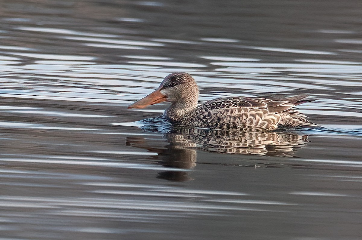Northern Shoveler - ML646351162