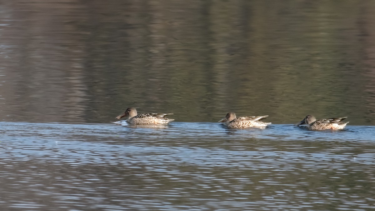 Northern Shoveler - ML646351163