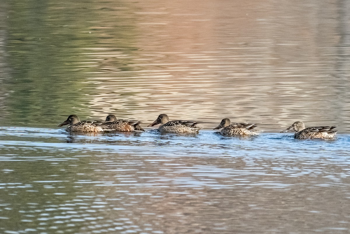 Northern Shoveler - ML646351164