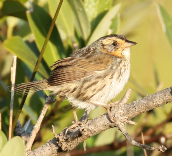 Saltmarsh Sparrow - ML646351165