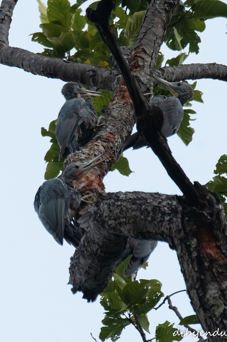 Great Slaty Woodpecker - ML646351166