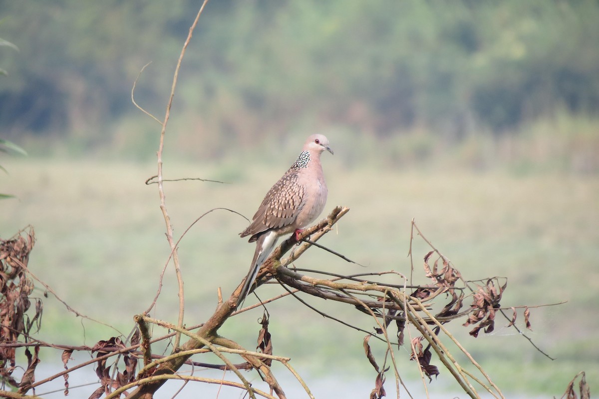 Spotted Dove - ML646351167