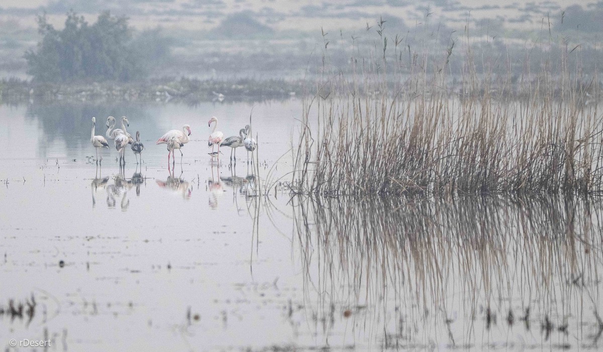 Greater Flamingo - ML646351168
