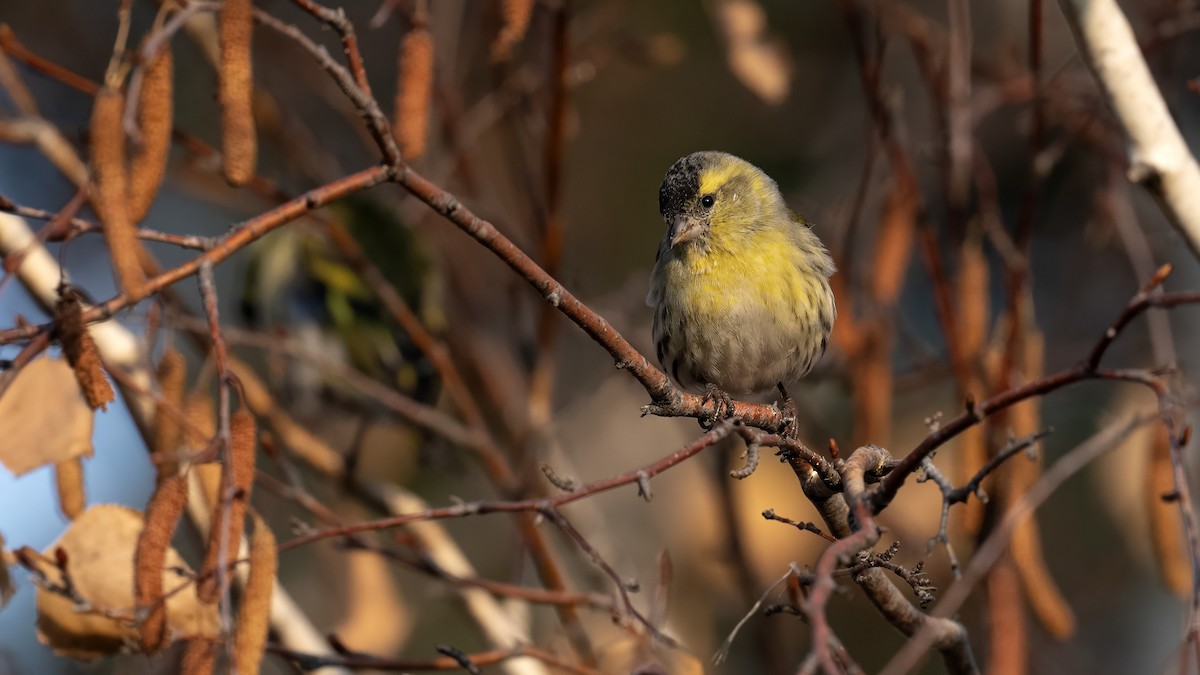 Eurasian Siskin - ML646351169
